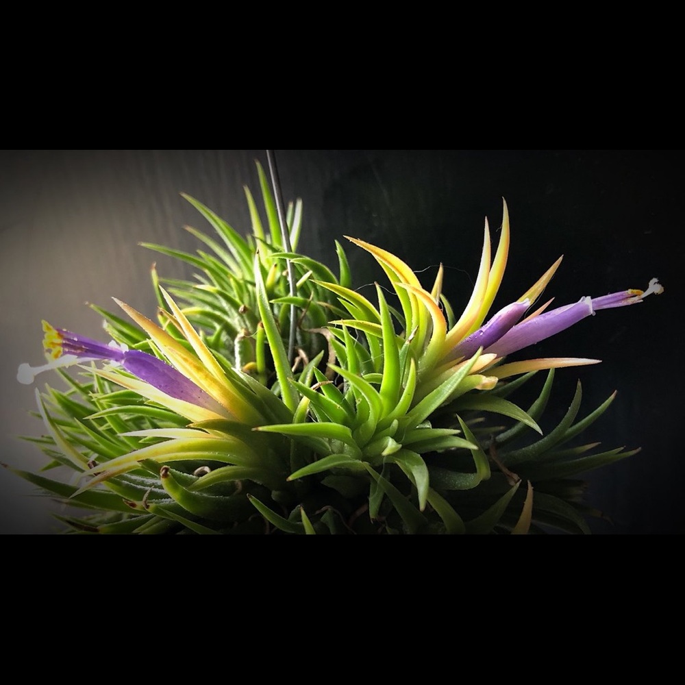 Meet your Posher, Cyncity